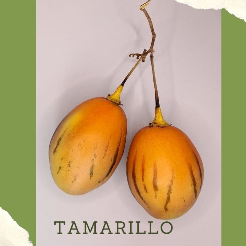 Sementes de Tamarilo Amarelo,  tomate de árvore, tomate japonês, Solanum betaceum e 5 grs folhas para chá