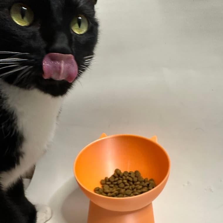 Pote de Comida para Gato em PLA - Sustentável e Prático