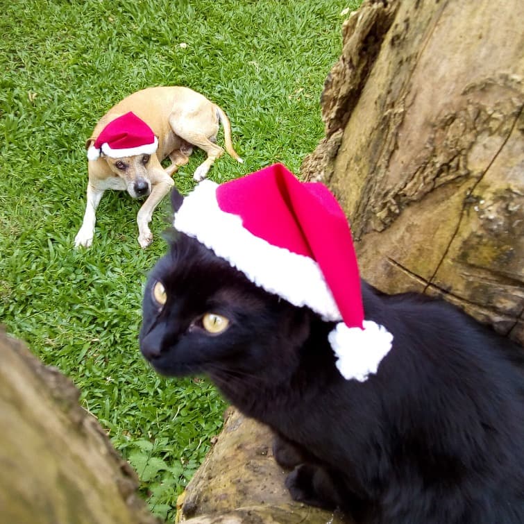 Kit 10 gorros pet Natal para cachorro, gato e coelho, gorro  Noel FANTASIA PET NATAL