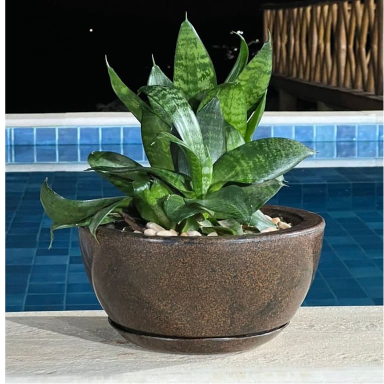 Vasos de Plantas Decorativos Bacia Redonda Premium Mini com Prato coletor