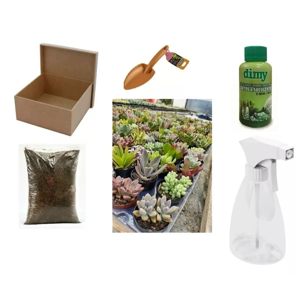 Kit Cultivo 10 Mudas Suculentas Naturais Terra Vasos Adubo E Pazinha