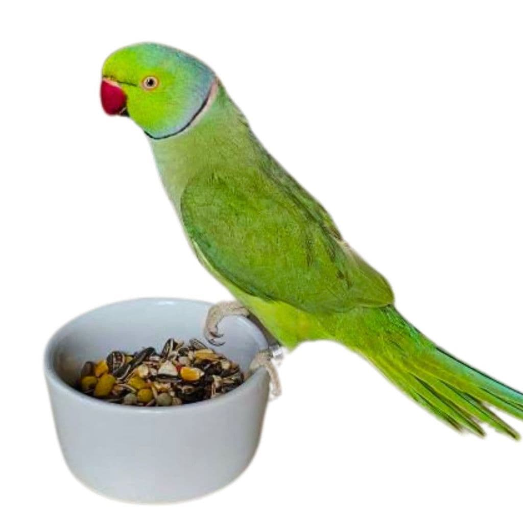 Pote Porcelana 450ml Comedouro E Bebedouro Aves E Roedores