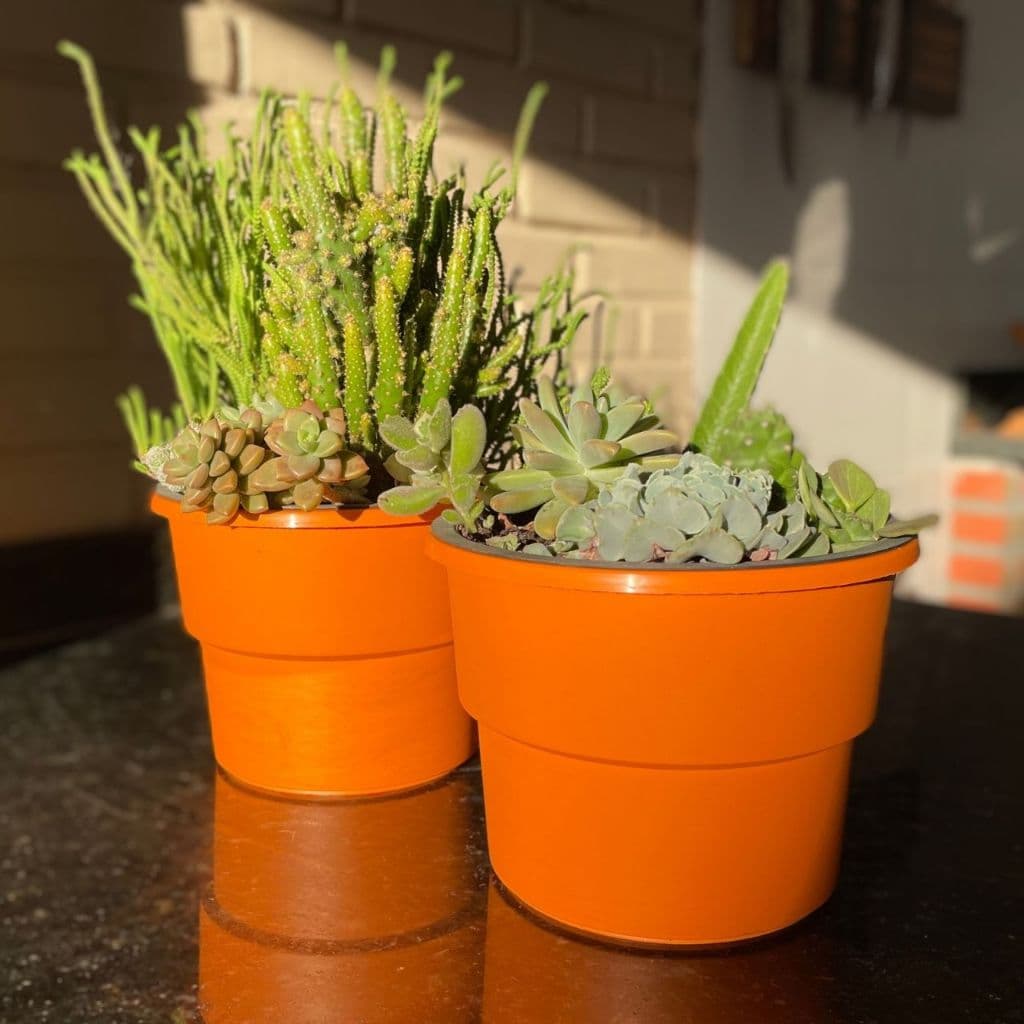 Kit 5 Vaso Plantas Vaso Autoirrigável Vaso Antidengue Para Flores Hortas Vaso Cachepô Auto Irrigável