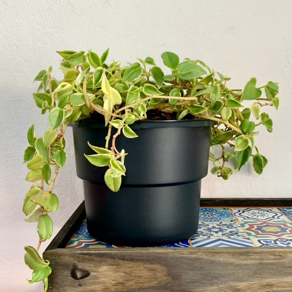 Kit 6 Vaso Plantas Autoirrigável Vaso Antidengue Auto Irrigável Flores Hortas Vaso Escolha as Cores