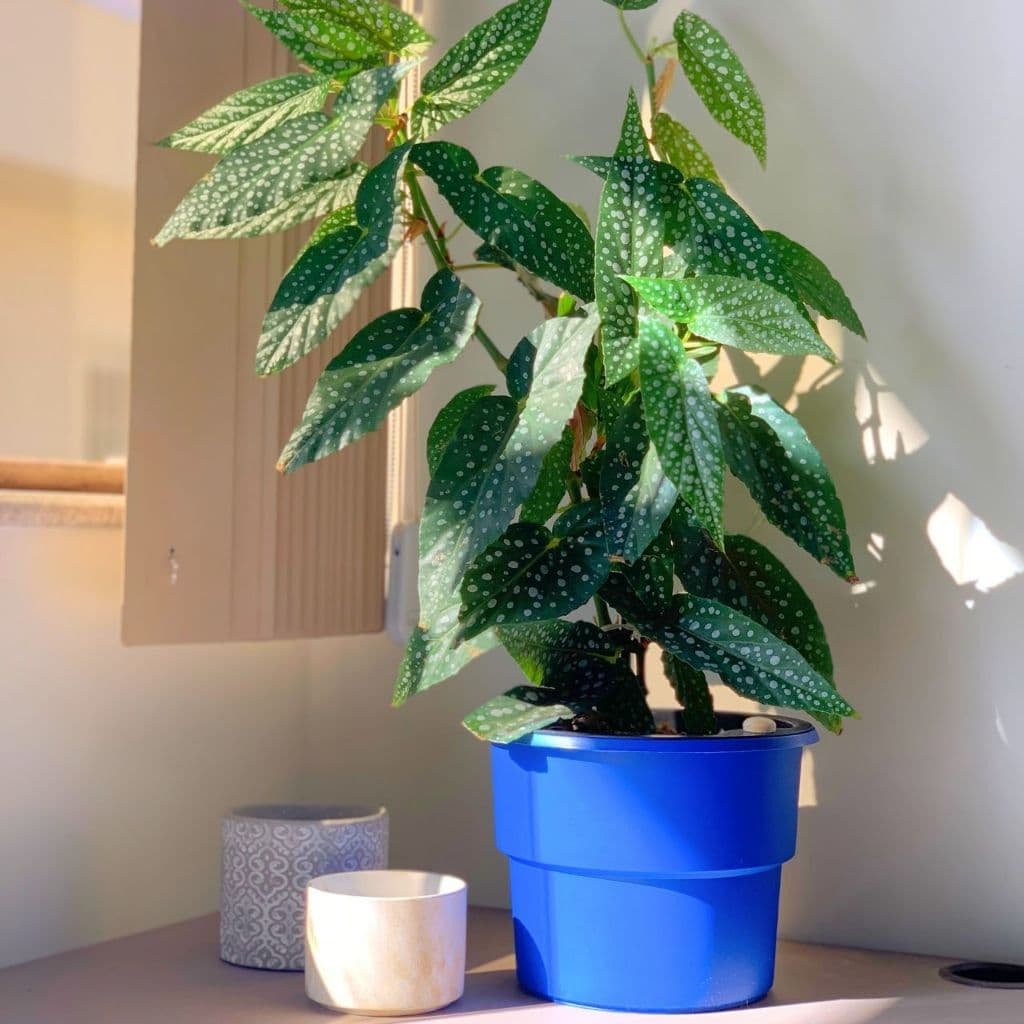 Kit 4 Vaso Plantas Autoirrigável Vaso Antidengue Para Flores Hortas Vaso Cachepô - Escolha as Cores
