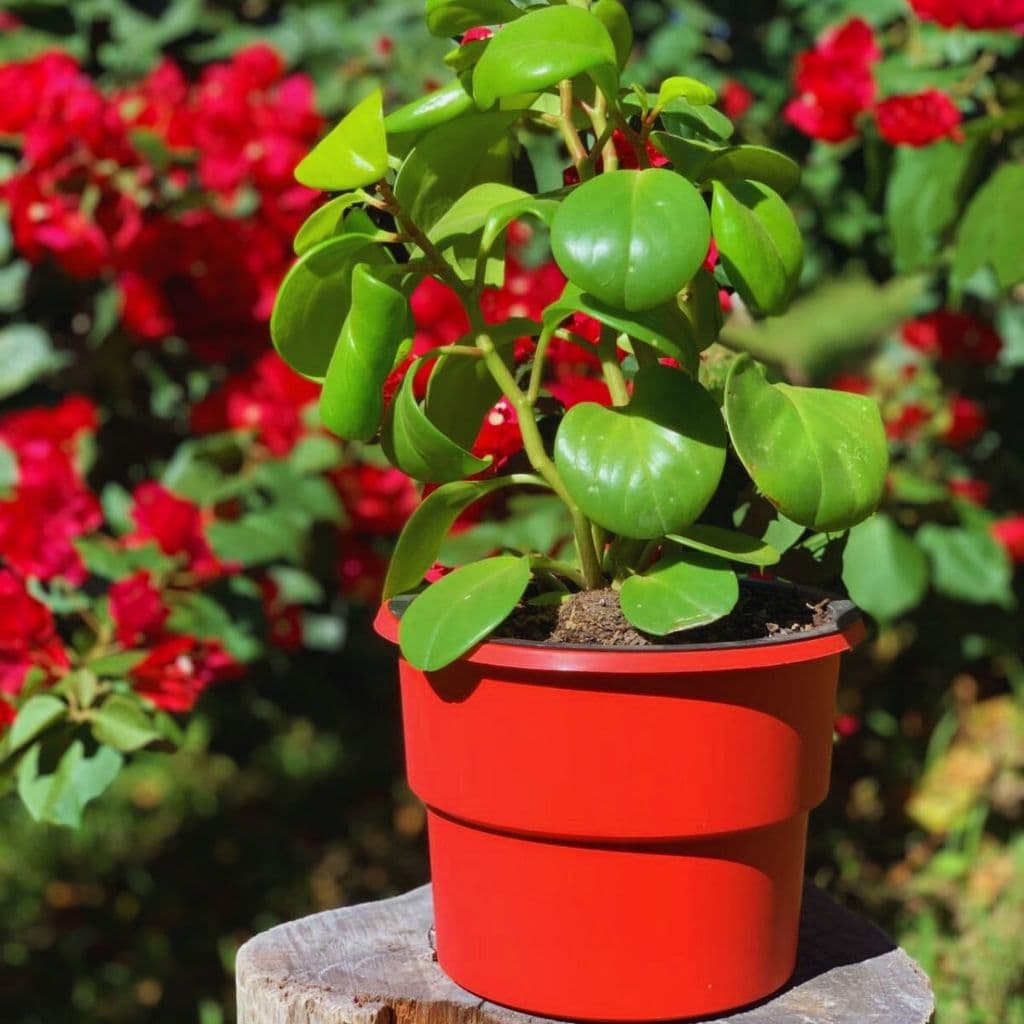 Kit 12 Vaso Planta Autoirrigável Vaso Antidengue Auto Irrigável Flor Horta Vaso Cachepô Escolha Cor