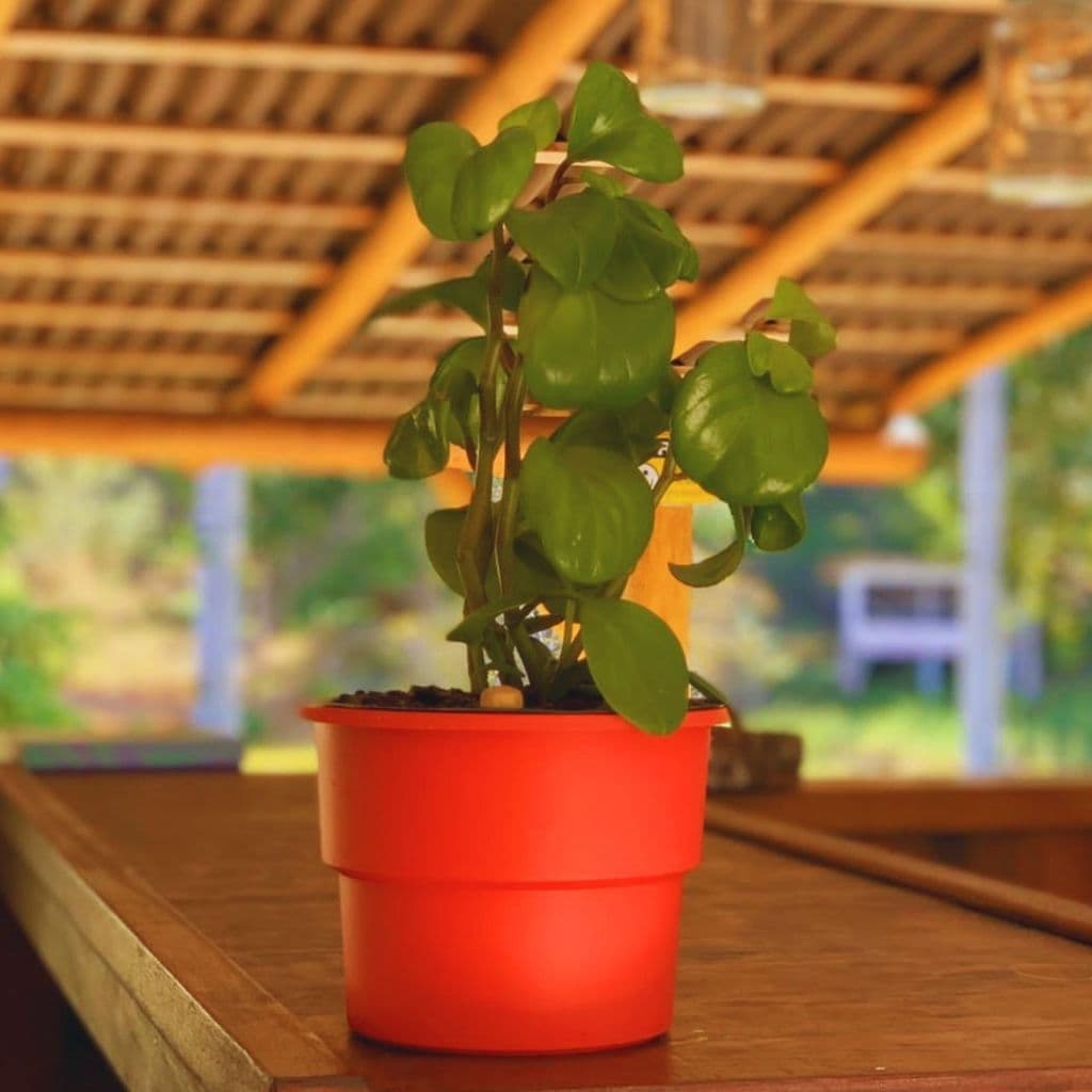 Kit 4 Vaso Plantas Autoirrigável Vaso Antidengue Para Flores Hortas Vaso Cachepô - Escolha as Cores