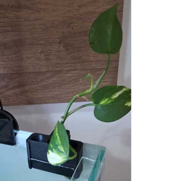 Suporte Triplo para plantas Aquáticas