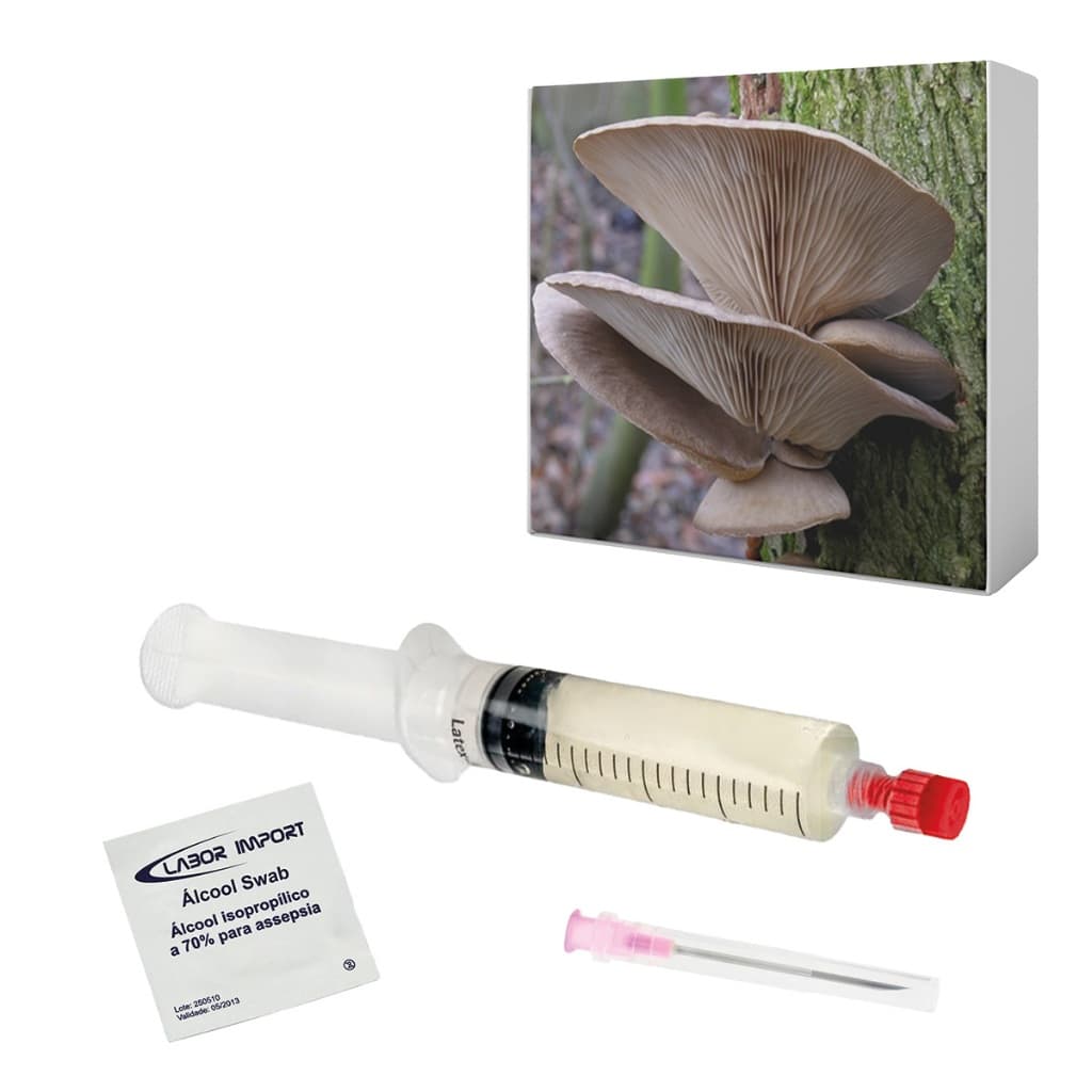 Semente de Shimeji Marrom 10ml Cultura Líquida Cogumelo Ostra Pleurotus pulmonarius Seringa Micélio