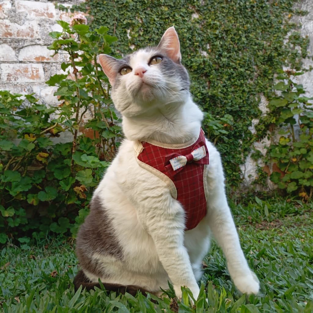 Coleira pet peitoral com guia para cachorro e gato