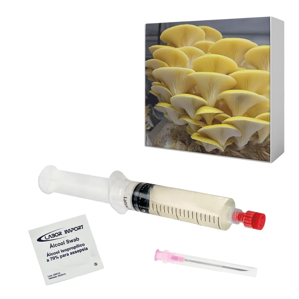 Semente de Shimeji Amarelo 10ml Cultura Líquida Cogumelo Pleurotus citrinopileatus Seringa Micélio