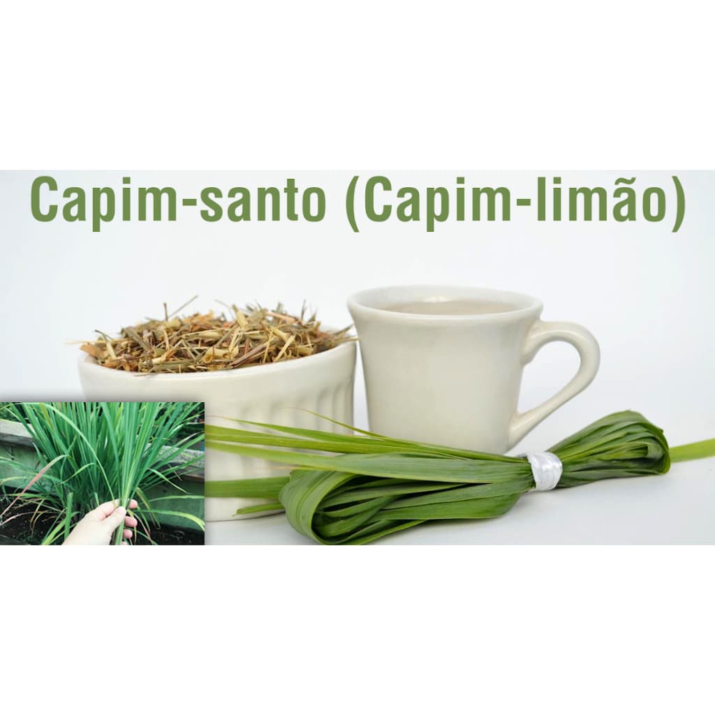 CAPIM LIMÃO 100G (Capim Cidreira - Capim Santo)