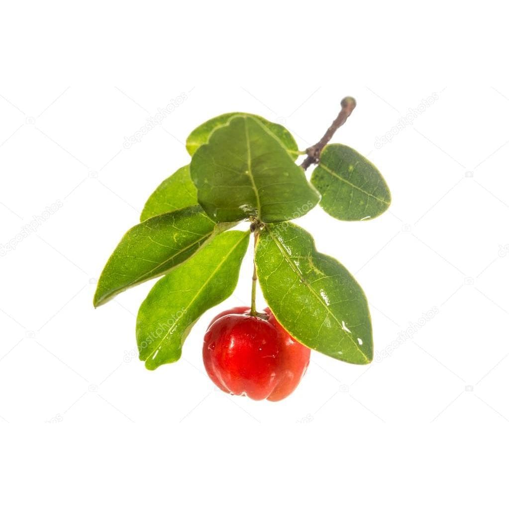 Folhas de Acerola para Chá-Colhidas no dia do Envio