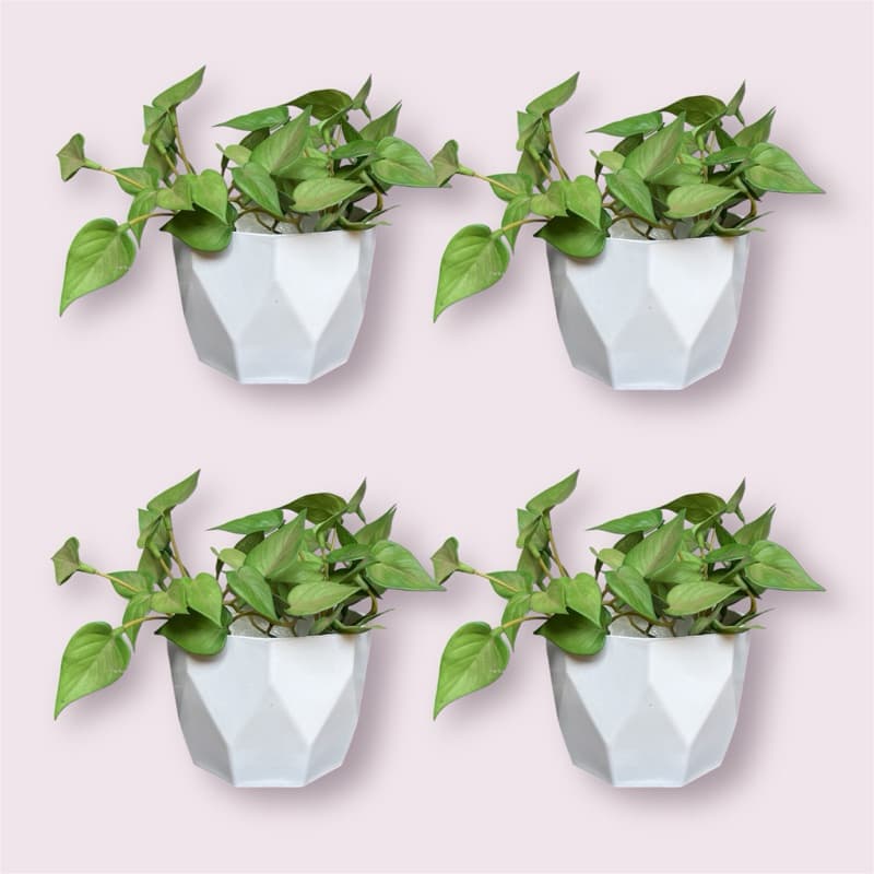 Kit 4 Vasos Cachepot para Plantas Cactus Suculentas Plástico Facetado N2