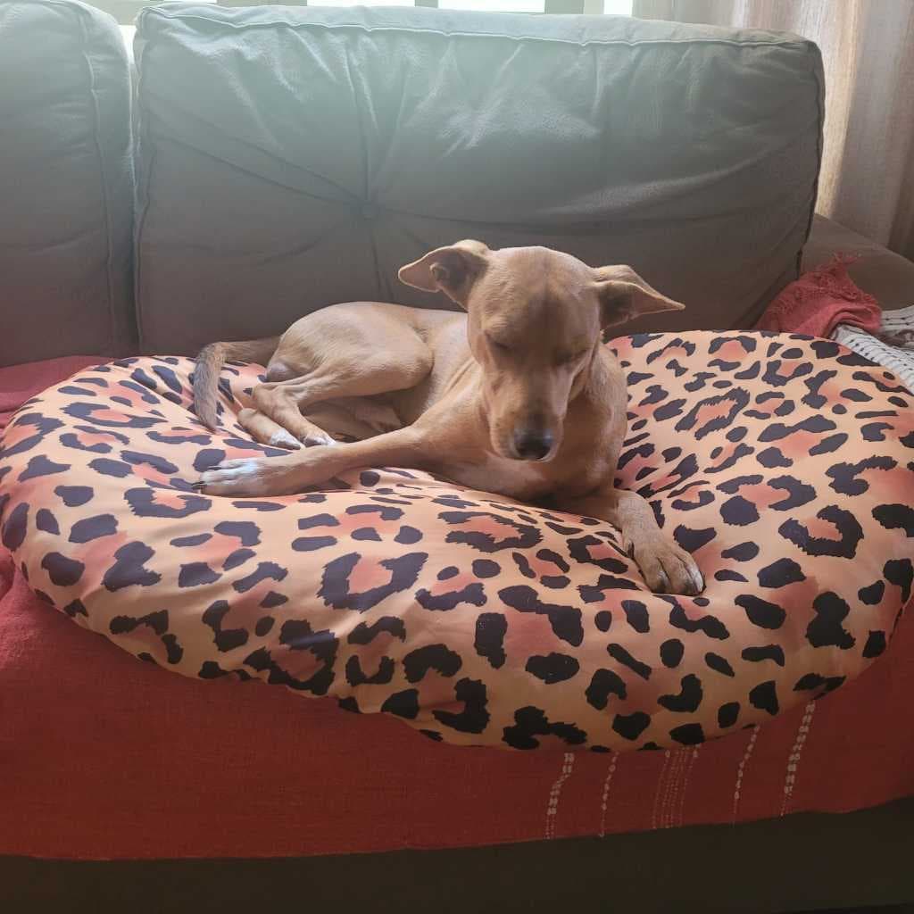 O Lençol Pet: Estilo, Praticidade Super Higiênico. Caminha Pet Sempre Limpinha. Seu Pet Feliz dormindo como Rei