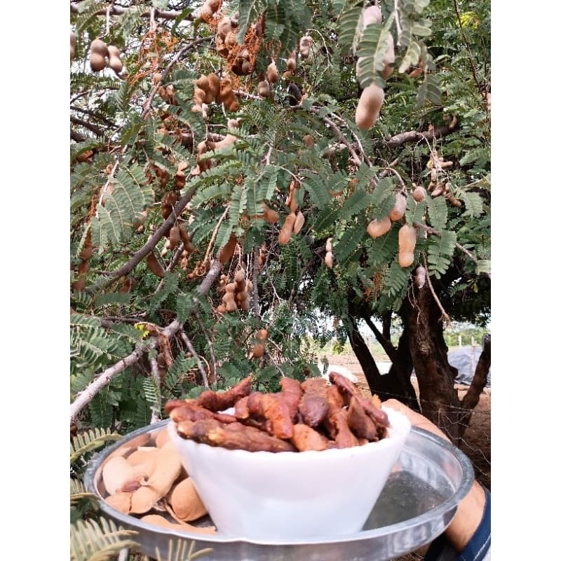 tamarindo descascado natural pacotel 1 kilo