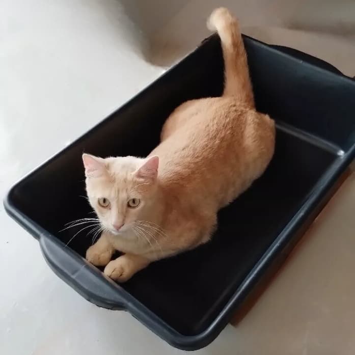 Caixa de Areia para Gato Grande - Caixa Areia Gato - Bandeja higiênica para gatos
