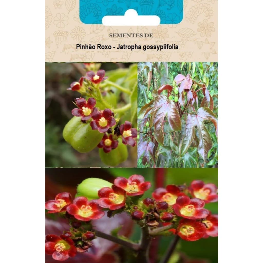 Sementes de pinhão roxo (Jatropha gossypifolia)