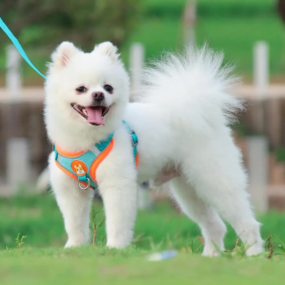 Coleira Peitoral Cachorro E Gato, Conjunto De Guia + Coleira Tipo Colete Para Pet Pequenos E Médios