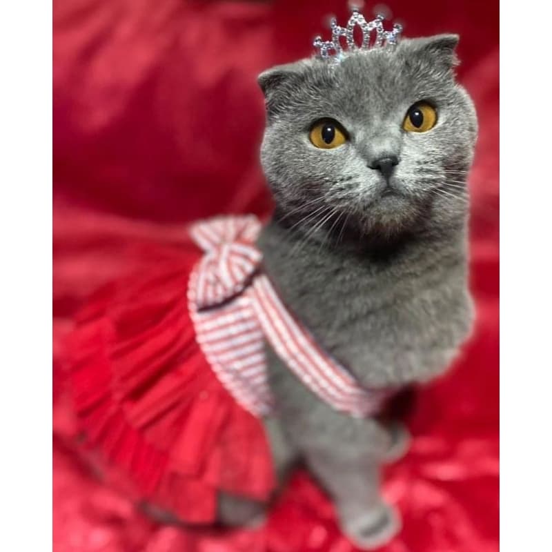 Roupa pet Vestido Jardineira Pet Luxo, Roupas para pet Verão para cachorro e gato, , princesa,, tutu