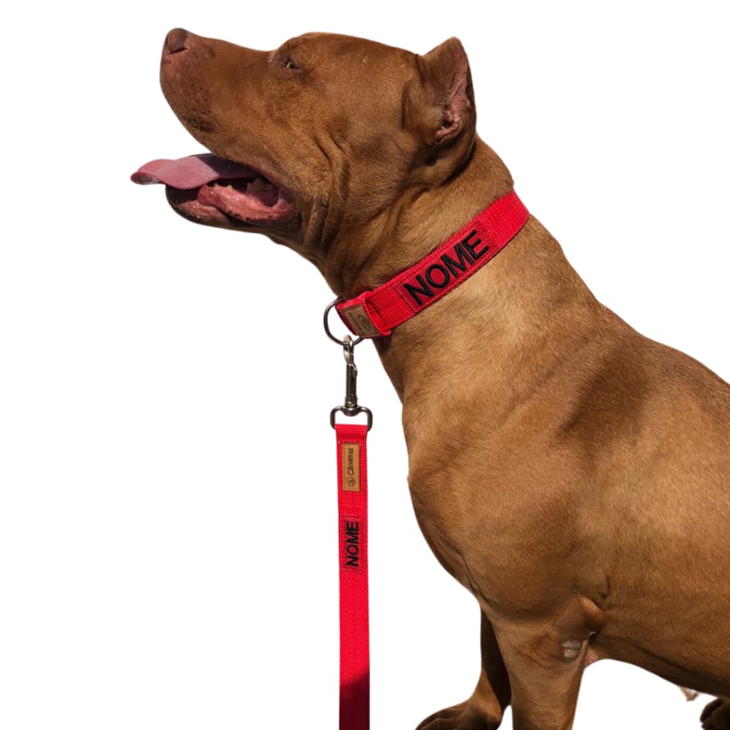 Kit coleira slim e guia de 120 cm para cachorro de médio e grande porte.