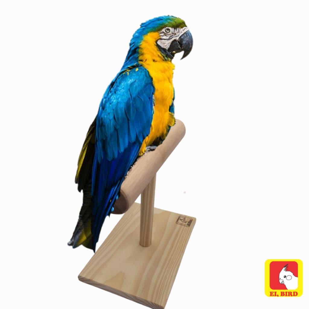 Poleiro de balança P/ Arara, Papagaio, Cacatua e Ring Neck