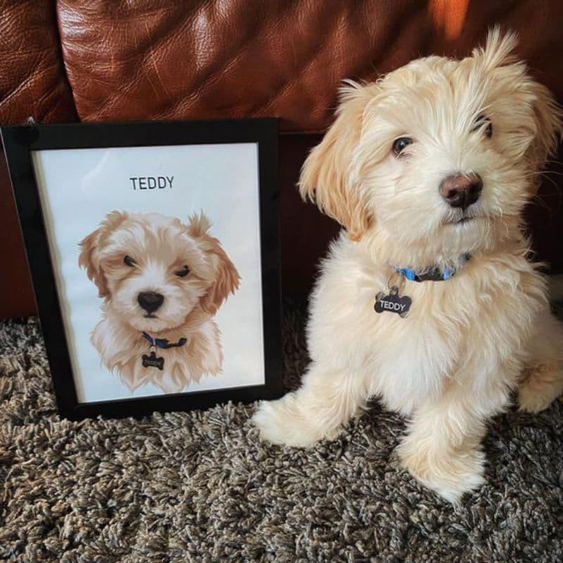 Quadro Pet Personalizado Com A Foto & Nome Do Seu Pet