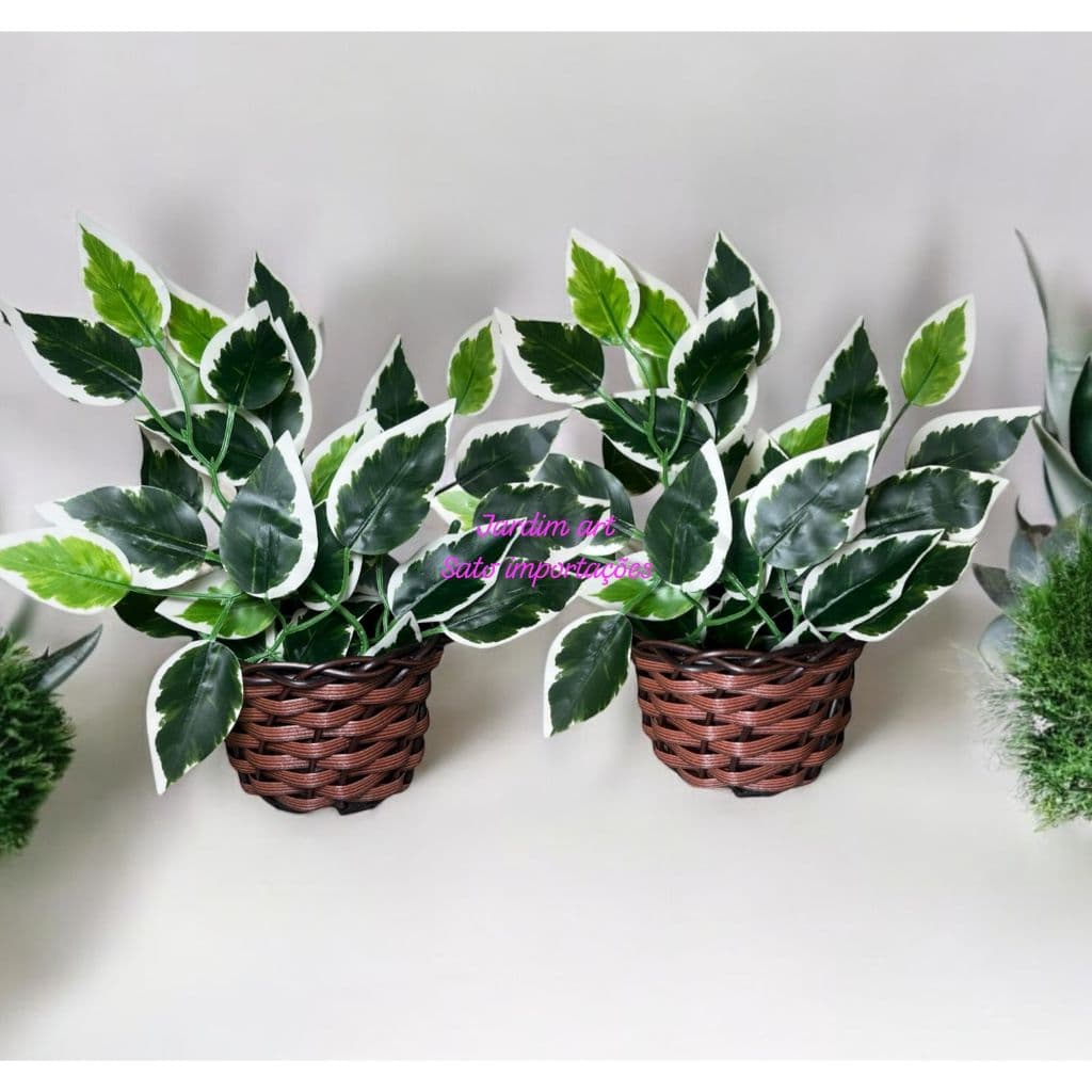 Kit 2 Vasos Trançados com Folhas de Ficus Naturais