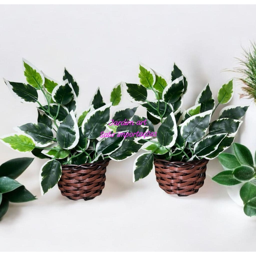 Kit Econômico com 2 Arranjos de Ficus e Vasos Exclusivos