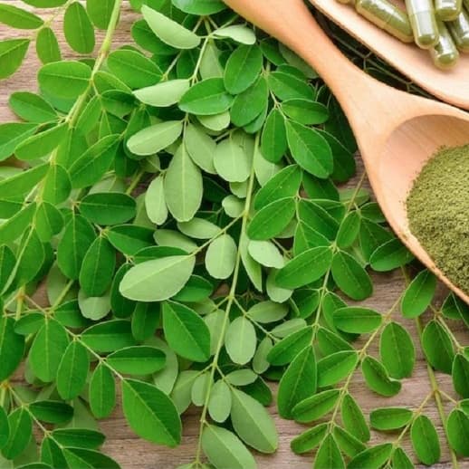 Moringa em Folhas Natural Desidratada – Chá e Infusão Saudável - 1000gr - 400GR.
