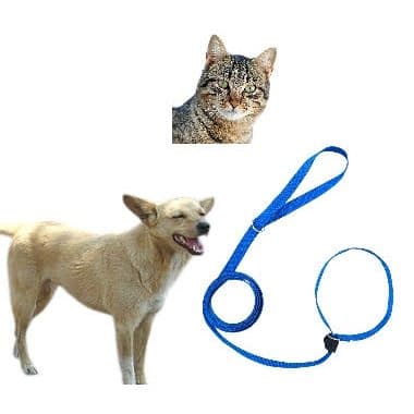 Guia para Cães e Gatos Anti-fuga Coleira para Passeio 170m Cachorro
