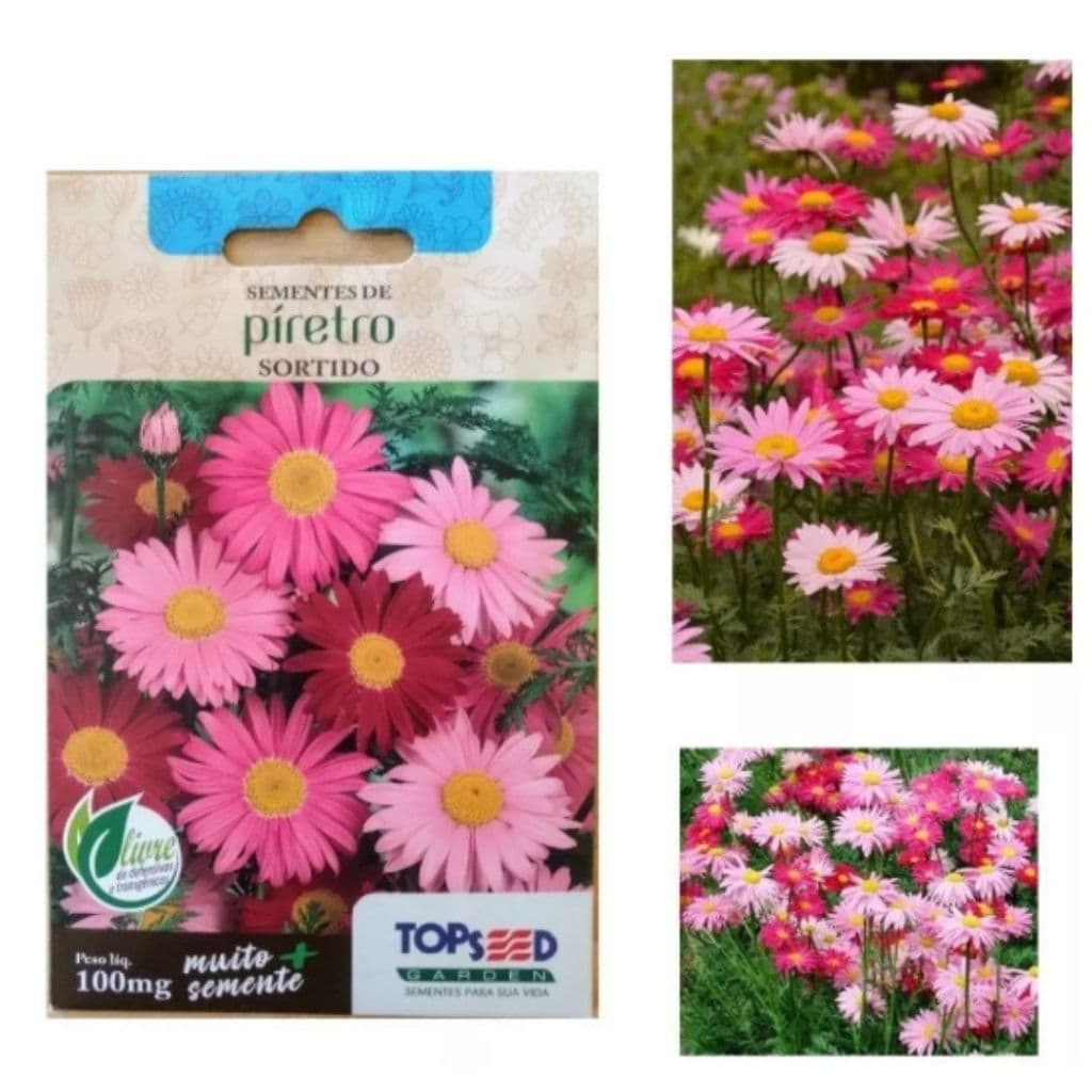 SEMENTE DE PIRETRO - SEMENTE DE FLOR TIPO MARGARIDA ROSA (12904 - 08265)