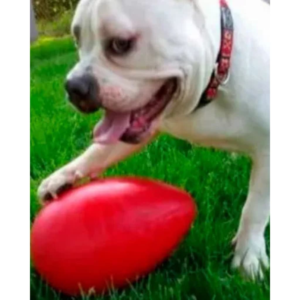 Brinquedo Mordedor Bola Oval Para Cachorro Pet Ovo Maluco, Resistente Para Cães