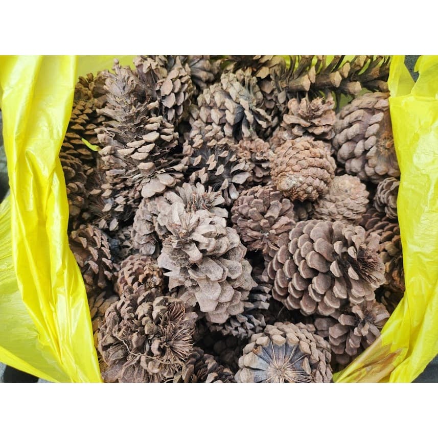 Pinhas / Pinha de Pinheiro artesanais Natal Decoração - Saco com 1 kg