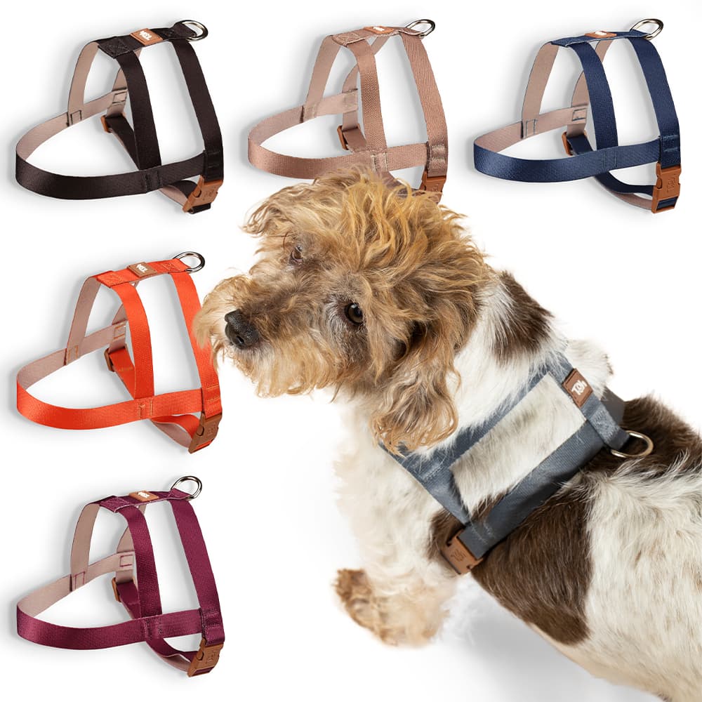 Coleira Peitoral Cachorro Tradicional Avulso Basic Pet Toh Dog