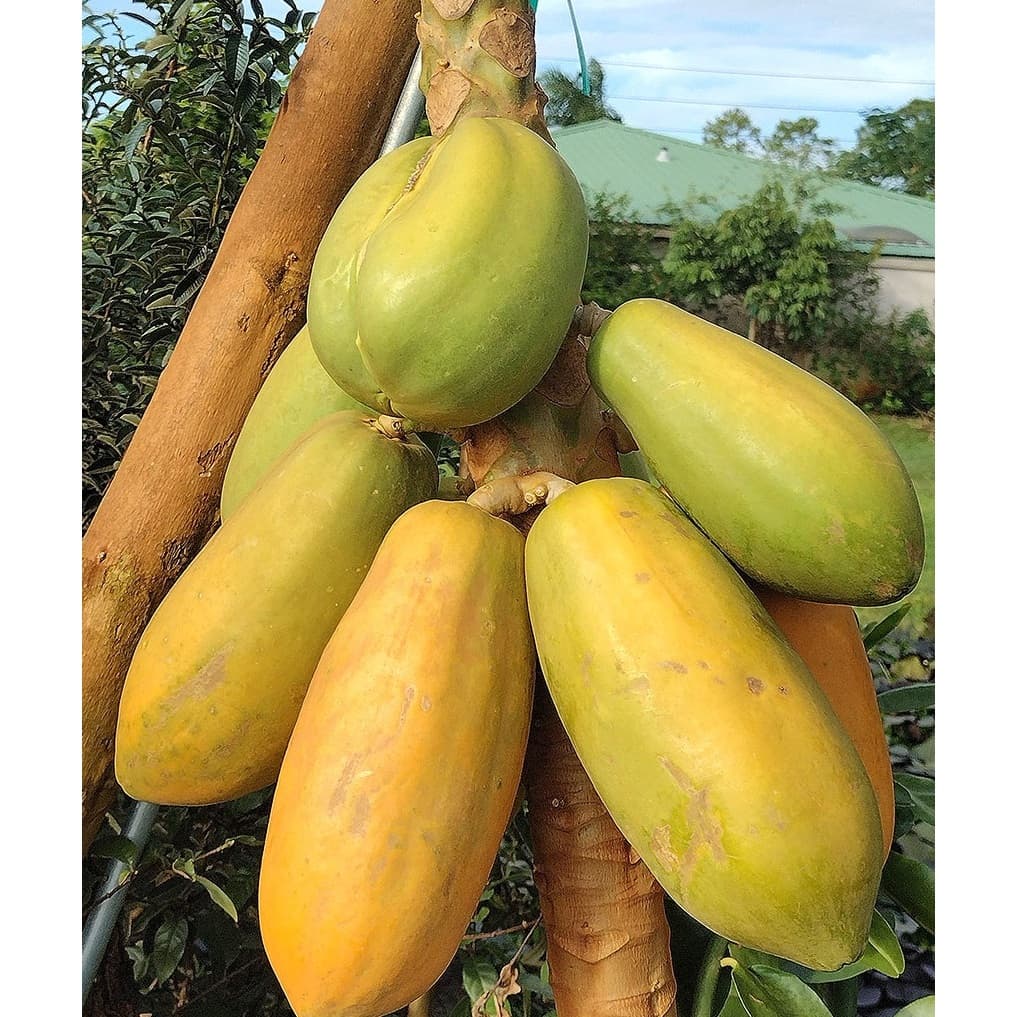 100 Sementes de Mamão Papaya Havai Docinho