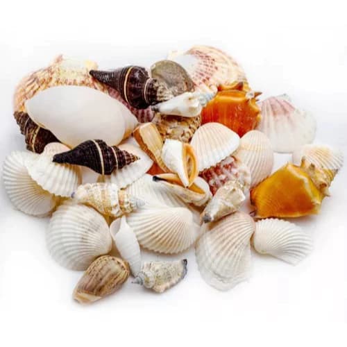Conchas Do Mar Artesanato Mix Diversas 500g Aquário Vela Artesanato