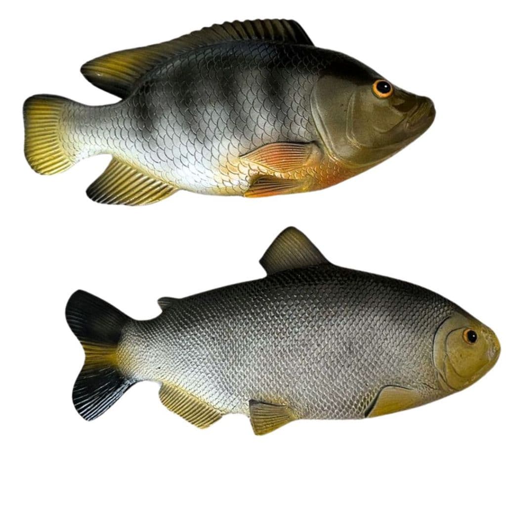Peixe Grande Em Resina Decoraçao Parede Tilápia E Matrinxã