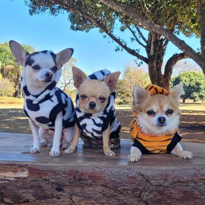 Roupa pet de fleece com capuz para cachorro e gato estampa de vaquinha tigre zoo