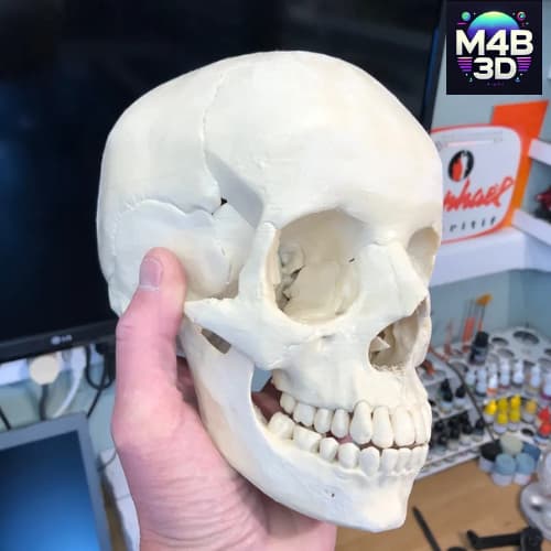 Crânio Grande Tamanho Real Anatômico para Estudar- Material Plástico Resistente