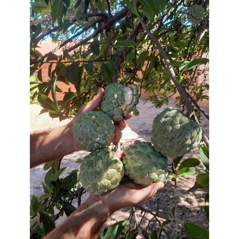 40 Sementes de Pinha Gigante ou Fruta do Conde para Plantio