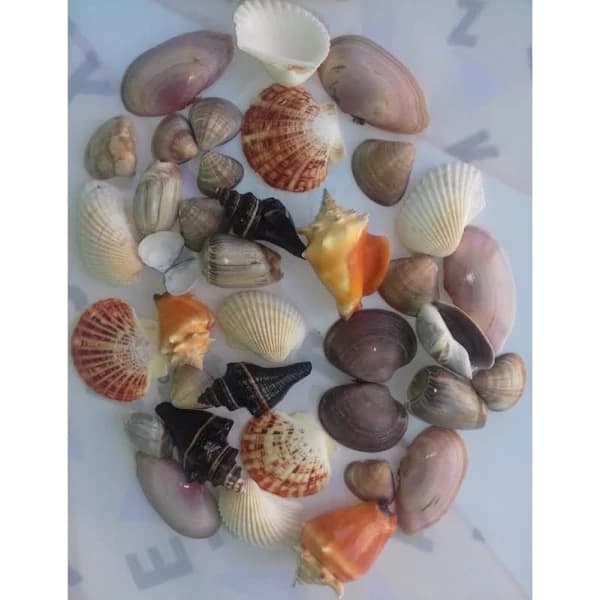 12 unidades - Conchas do mar naturais - conchas da praia verdadeiras - decoração, artesanato, aquário