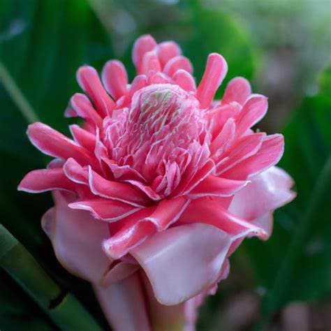 30 Sementes de Bastão do Imperador Rosa ou Vermelho para plantio Rosa de Porcelana