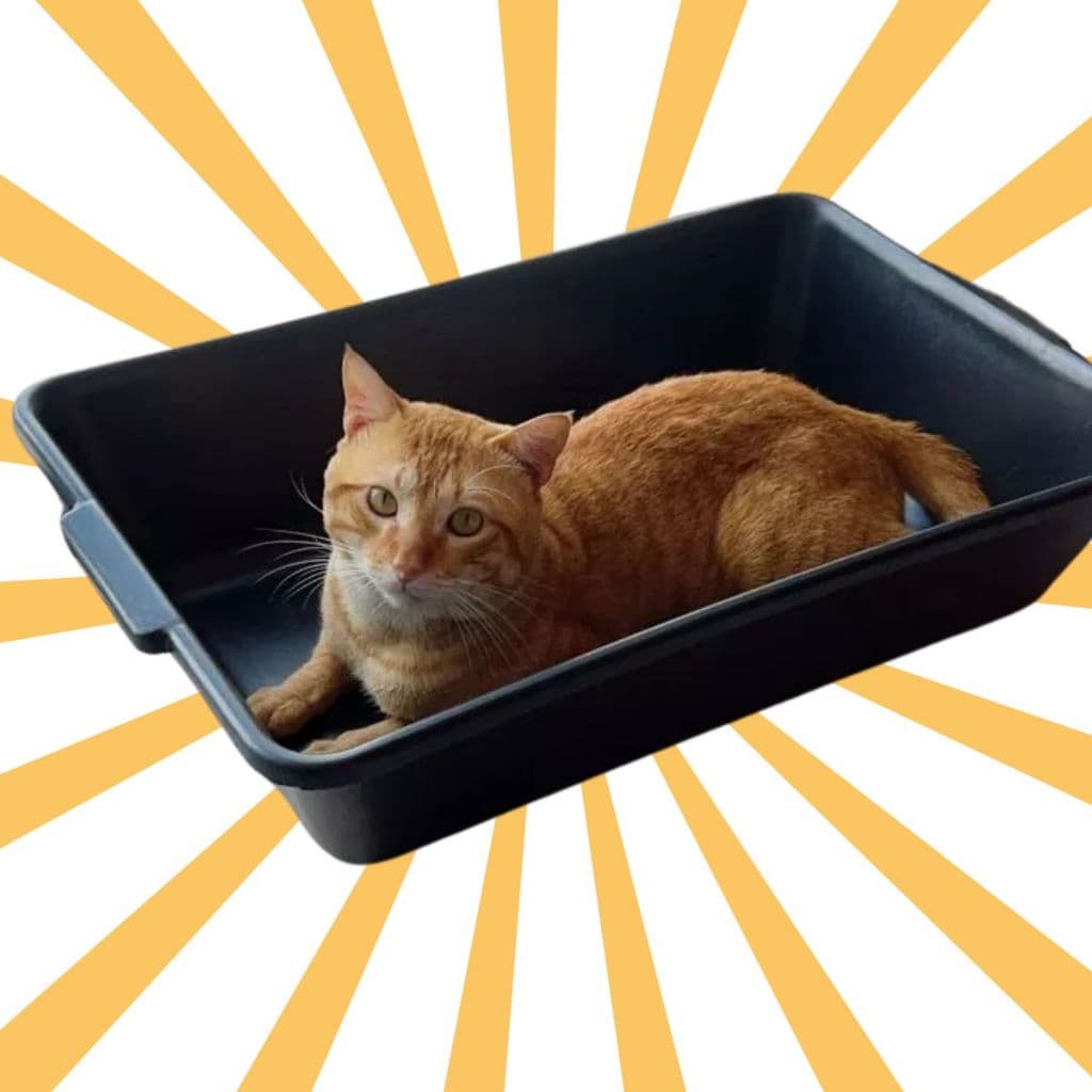 Caixa de Areia Para Gato - Caixa de Gato Grande