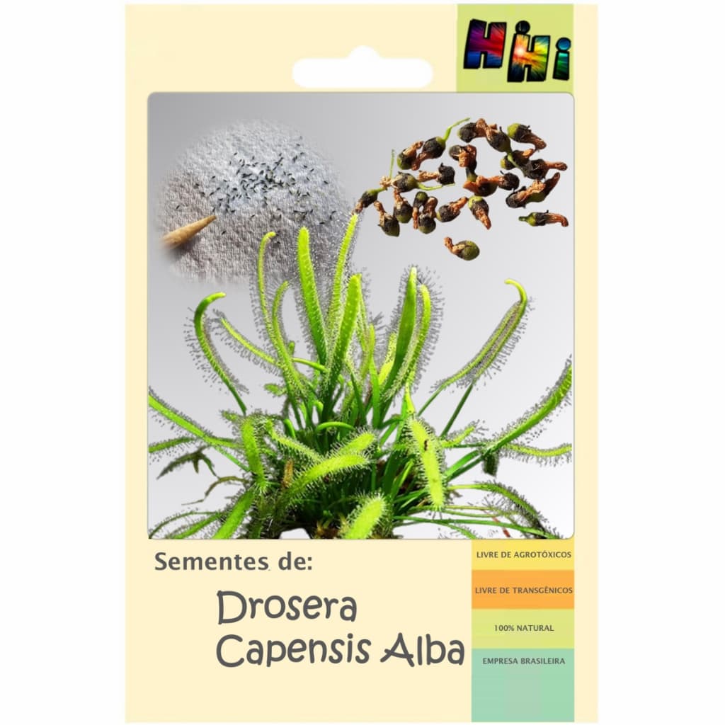 Kit 100 Sementes Planta Carnívora Drosera Capensis Alba