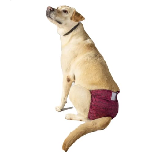 Fralda Calcinha Reutilizável para Cães - Conforto e Proteção| Ideal para Incontinência e Cio