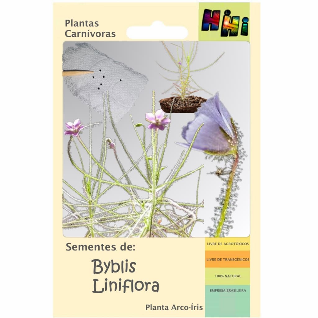 Kit Com 20 Sementes Planta Carnívora Arco-íris Byblis Liniflora