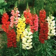 Sementes Boca-de-Leão Alta Sortida/Antirrhinum