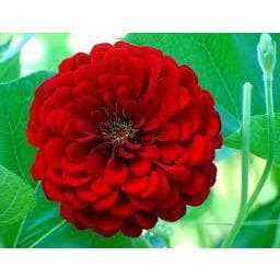 Sementes Zinia Flor-de-Dalia Vermelha 20  sementes.