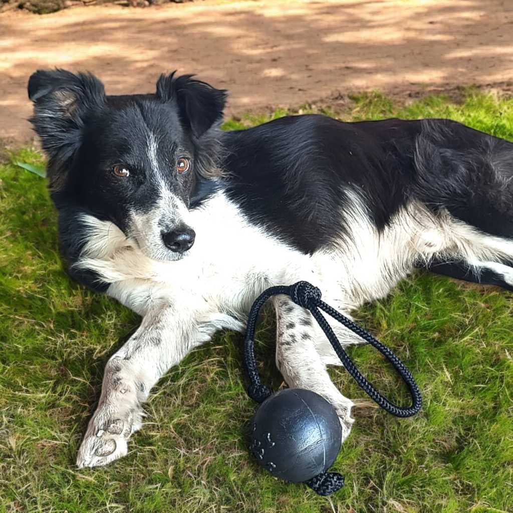 Brinquedo Mordedor Pet Ultra Resistente Alta Durabilidade Cães de Médio e Grande Porte Destruidores